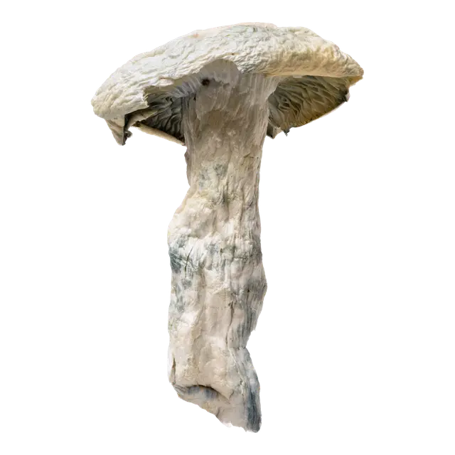 Nutcracker | Magic Mushrooms | Ounce